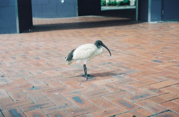 ibis