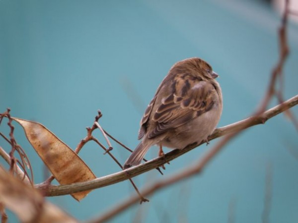 moineau_paris