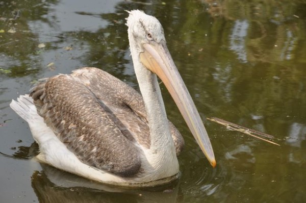 pelican