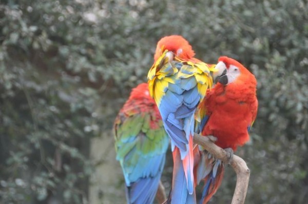 perroquets