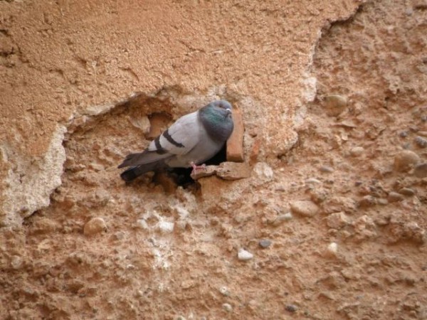 pigeon