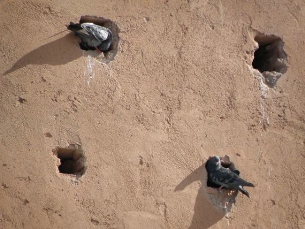 pigeons