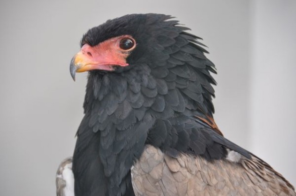rapace