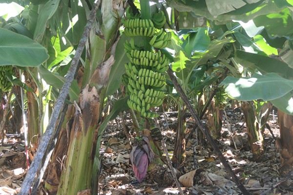 bananeraie_san_andres_nruaux_1000808