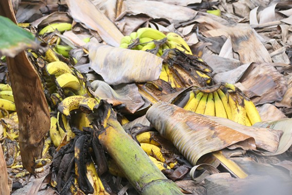 bananes_la_palma_nruaux_1000647