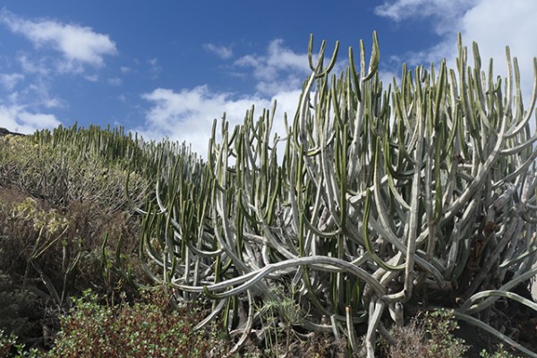 cactus_orgue_nruaux_1000697