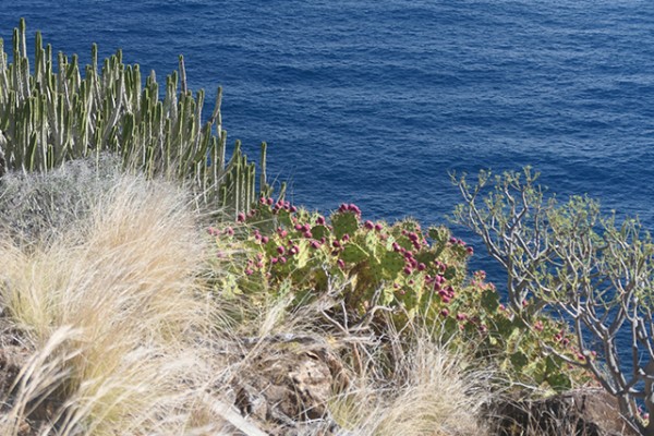 la_palma_cactus_nruaux_1000790