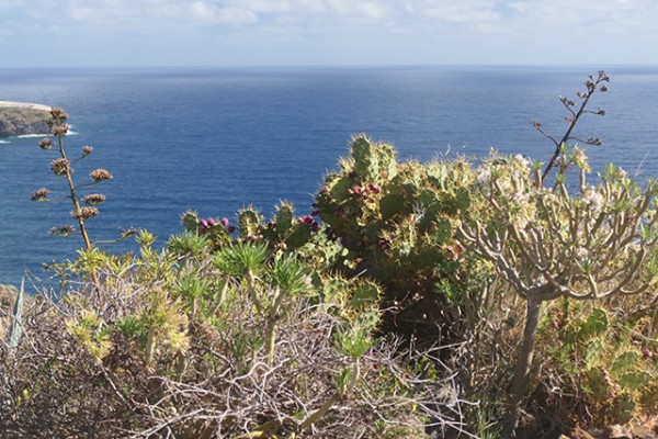 la_palma_cactus_nruaux_1000791