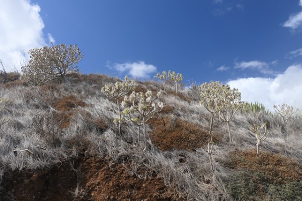 los_cancajos_nruaux_1000696