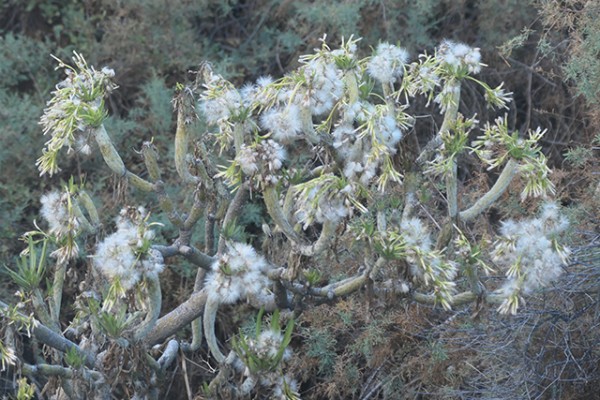 los_cancajos_nruaux_1000769