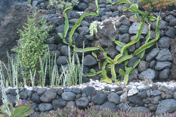 mur_cactees_nruaux_1000786