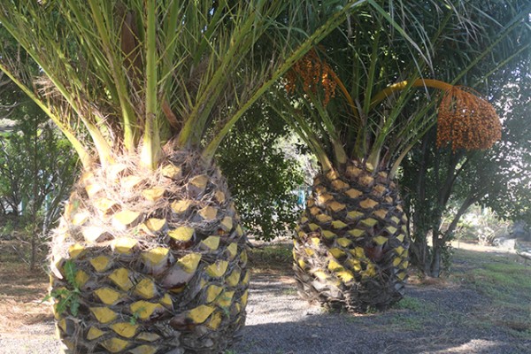 palmiers_nruaux_1000882