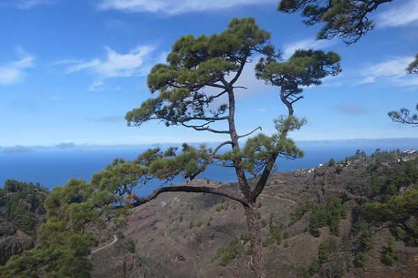 pin_canarien_nruaux_1000901