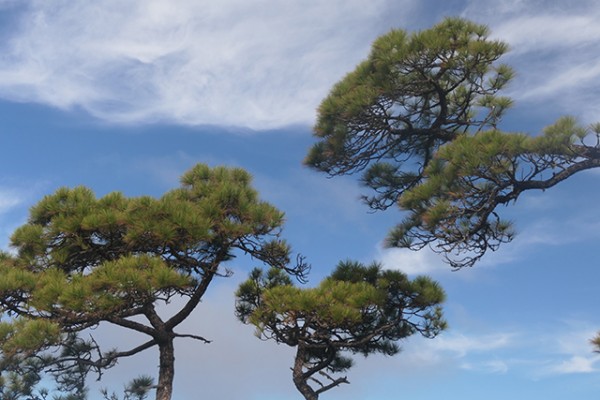 pin_canarien_nruaux_1000902