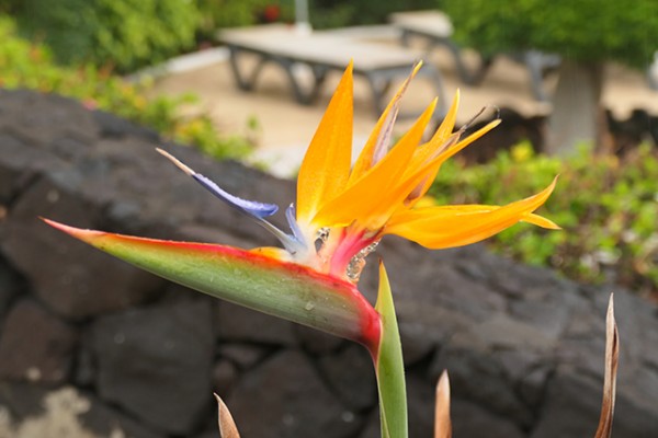 strelizia_nruaux_1000611