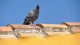 pigeon_andalou_2