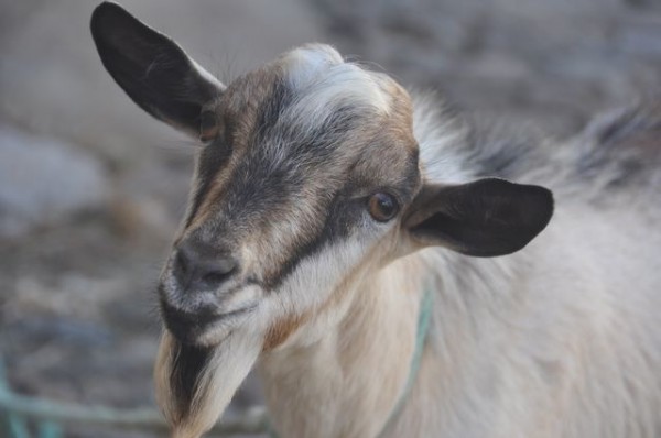 chevre_3