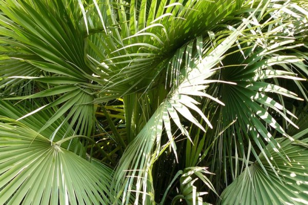 palmier_1