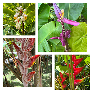 jardin_balata_nruaux_5195.jpg